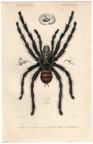 Tarantula